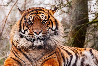 Pekerja di Inhil Nyaris Tewas Diserang Harimau Sumatera