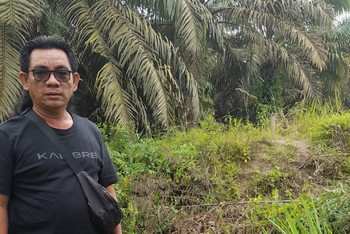 ARIMBI minta Pemerintah Evaluasi Perusahaan yang sudah sertifikasi ISPO