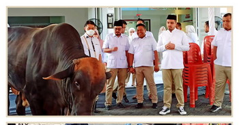 DPD Gerindra Riau Ikut Kurban 4 Ekor Sapi di Pekanbaru